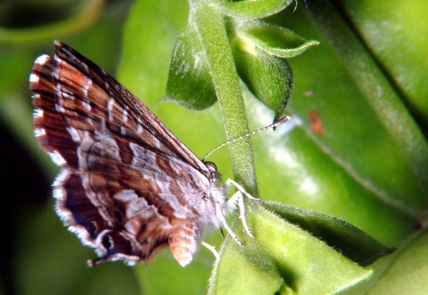 Farfalla sul balcone